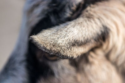 Close-up of a dog