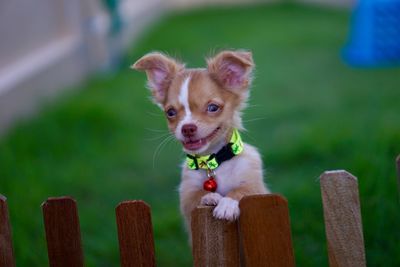 Portrait of dog rearing up on wooden fence