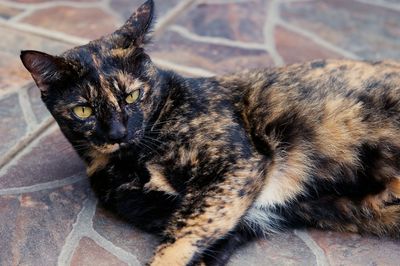 Portrait of cat relaxing outdoors