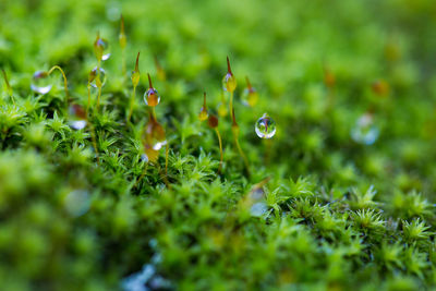 Close-up of dew on grassy field