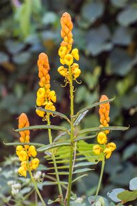 Close-up of yellow flowering plant