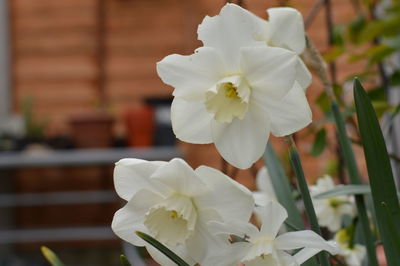 Close-up of white flowers blooming outdoors