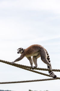 View of a lemur on rope