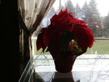 Close-up of red rose on window