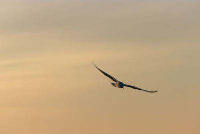 Bird flying in sky