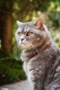 Close-up portrait of tabby cat looking away