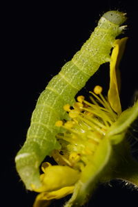 Close-up of yellow flower