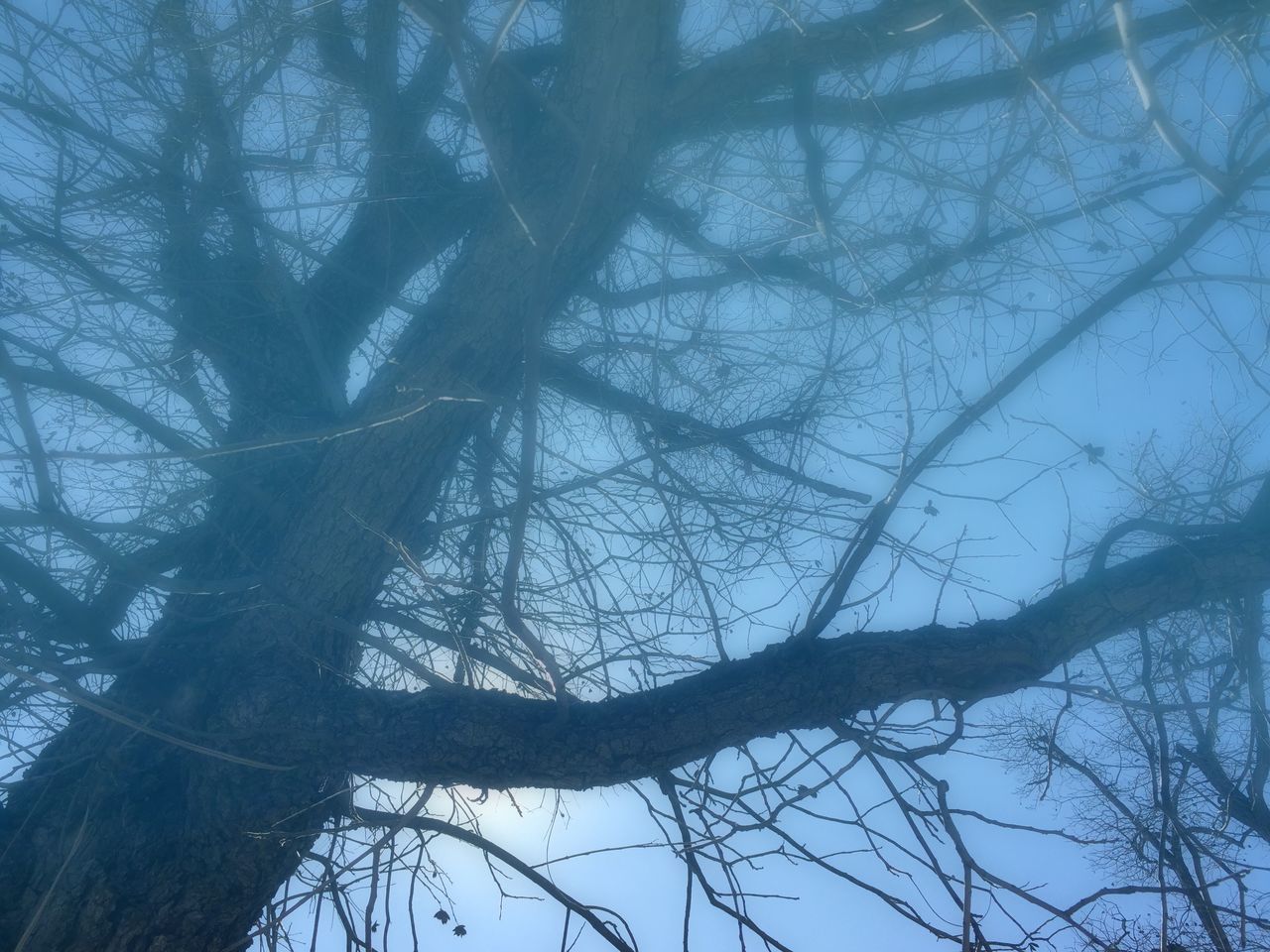 low angle view, tree, branch, bare tree, nature, tree trunk, tranquility, sky, growth, beauty in nature, backgrounds, silhouette, full frame, day, outdoors, no people, clear sky, scenics, blue, sunlight