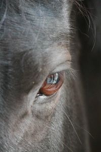 Close-up portrait of animal