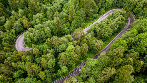 A winding road visible from the air, between green forests