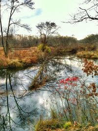 Reflection of trees in calm lake