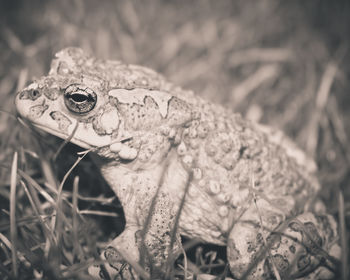 Close-up of frog on land
