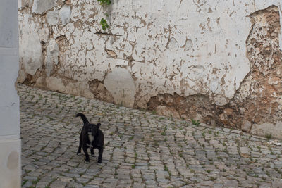 Cat on stone wall