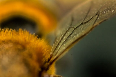 Close-up of flower plant