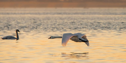 Birds flying over sea