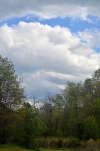 Trees in forest against sky