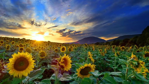 Sunflowers blooming on field against sky at sunset