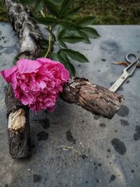 High angle view of pink flowering plant on wood