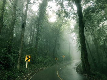 Road amidst trees in forest