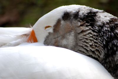 Close-up of a sleeping cat