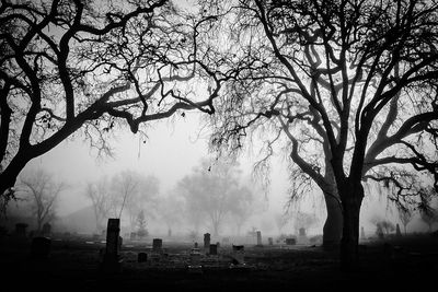 Trees at cemetery against sky during foggy weather