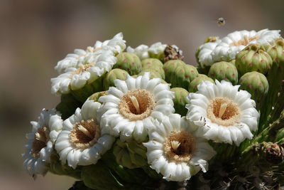 Close-up of white flowering plants