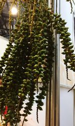 Low angle view of leaves