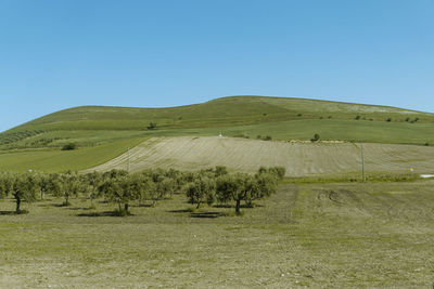 Scenic view of field against clear sky