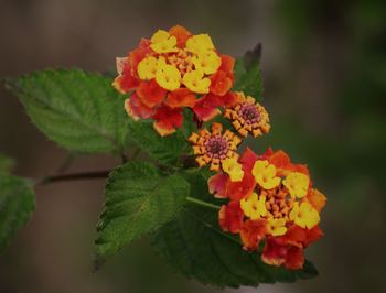 Close-up of yellow flowering plant