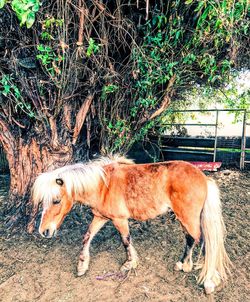 Close-up of horse standing on field