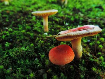 Close-up of mushrooms growing in forest