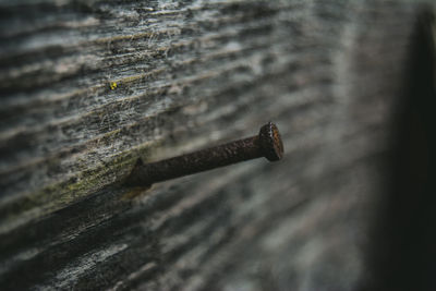Close-up of a nail on wooden wall