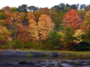 Scenic view of lake in forest during autumn