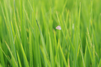 Close-up of grass growing on field