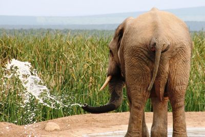 Close-up of elephant standing on grass against sea