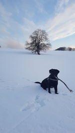 View of a dog on snow covered field