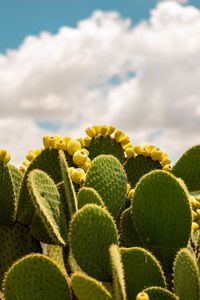 Close-up of succulent plant against sky