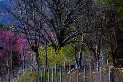 View of flowering trees in forest