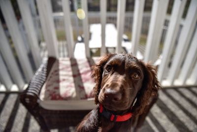 High angle view of brown dog at porch on sunny day