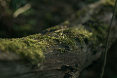 Close-up of moss on tree trunk