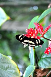 Close-up of butterfly pollinating on pink flowers