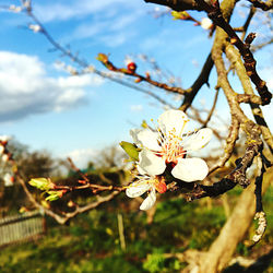 Close-up of cherry blossom tree