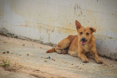 Portrait of dog sitting on footpath