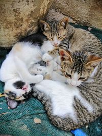 Cat sleeping on carpet