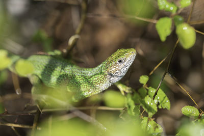Green lizard hidden in the undergrowth