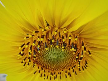 Close-up of yellow flower