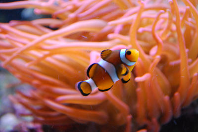 Fish swimming in sea