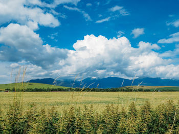 Scenic view of agricultural field against sky