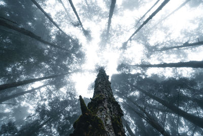 Low angle view of sunlight streaming through trees