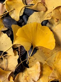 Full frame shot of fallen yellow autumn leaves on field